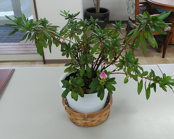 北日本　観葉植物-1